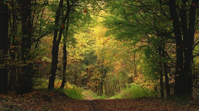 Picturesque forest with lots of falling leaves in autumn, a nature scenery in slow motion.