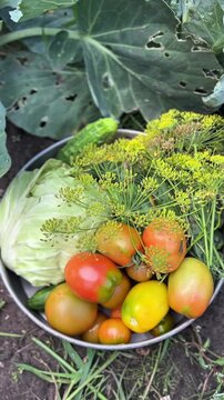 apples, apple, tree, green, ripe, fruit, orchard, harvest, branches, nature, foliage, leaves, fresh, organic, summer, growth, agriculture, food, healthy, juicy, botanical, outdoors, garden, natural, l