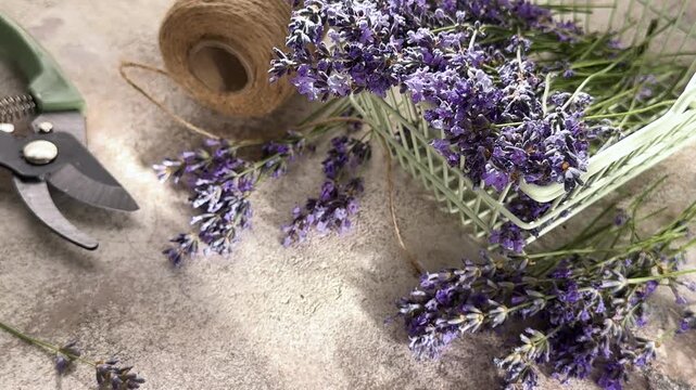 Freshly cut lavender flowers for natural aromatherapy