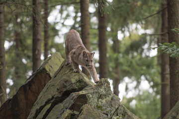 Cougar (Puma concolor), also commonly known as the mountain lion, puma, panther, or catamount. is the greatest of any large wild terrestrial mammal in the western hemisphere. © vaclav