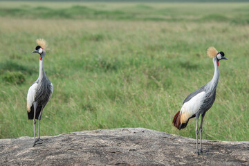 Obraz premium Two grey crowned cranes standing on a rocky outcrop in the african savanna grasslands with wildlife