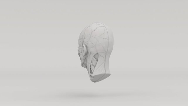 Ecorche Head Anatomical Model Matte Grey Muscles Exposed 3D Illustration 4k Video