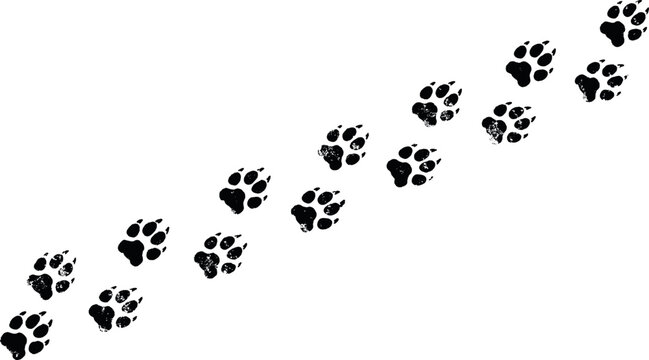 Animal paw prints track silhouette featuring dog cat wolf bear or tiger footsteps vector