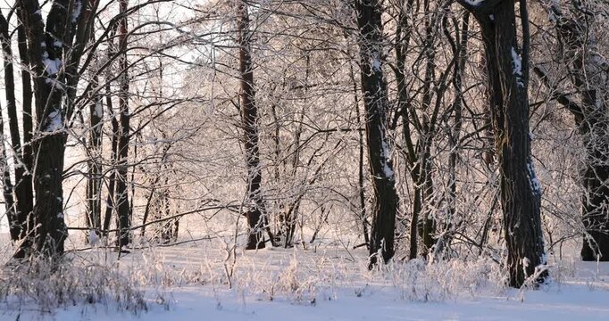   winter forest in brown and white tones, wild winter forest covered with fluffy frost on a clear cold day in the morning