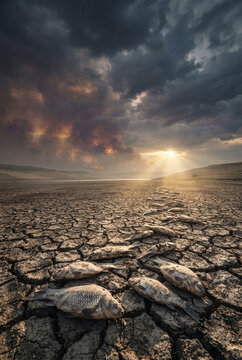 Dead fish lying on cracked earth under dramatic sky with dark clouds and sunlight breaking through, illustrating environmental impact and drought conditions