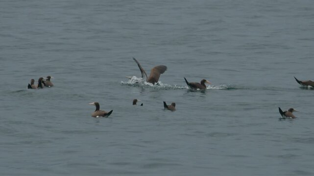 The brown booby (Sula leucogaster) flies low over the sea surface. Bird flies over the water