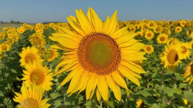 Bright blooming sunflowers field against blue sky in Ukraine