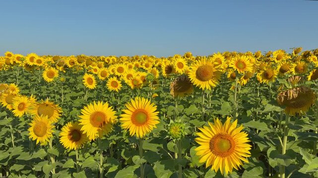 Bright blooming sunflowers field against blue sky in Ukraine
