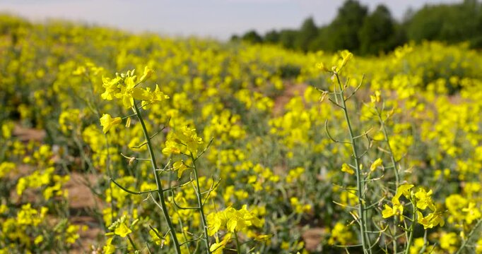 Blooming yellow rapeseed in the foreground, a blooming rapeseed field under the daytime sky in the countryside against a background of green trees