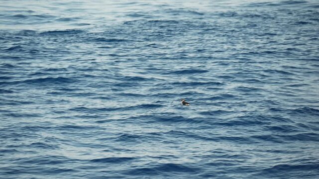 Puffin bird in mediterranean sea ultra rare encounter slow motion
