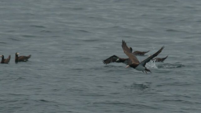 The brown booby (Sula leucogaster) flies low over the sea surface. Bird flies over the water