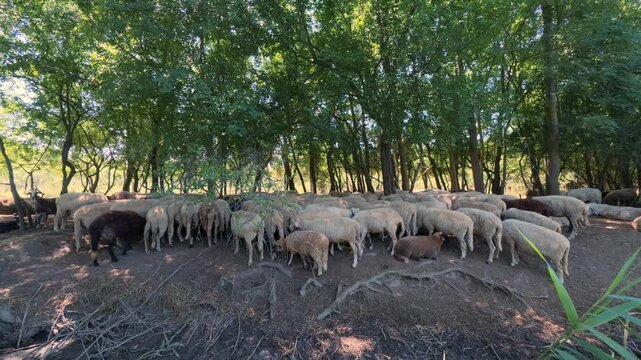 Flock of Sheep Resting in the Shade of Dense Forest Trees