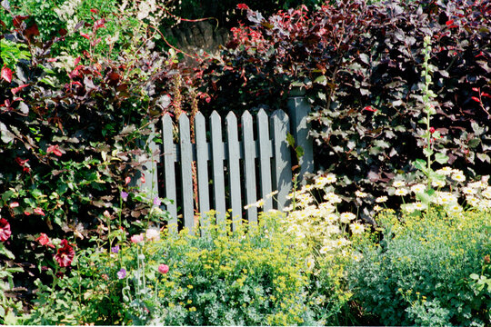 Garden gate in copper beech hedge