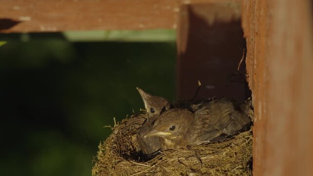 A nearly fledged blackbird chick flaps its wings inside the nest while another chick briefly lowers beside it in warm sunrise light.