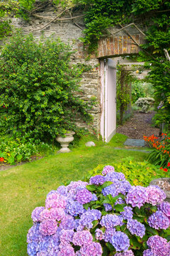 UK gardens. A beautiful summer walled garden border flowerbed display including various Hydrangeas. An open door shows a glimpse of a walled vegetable garden beyond.