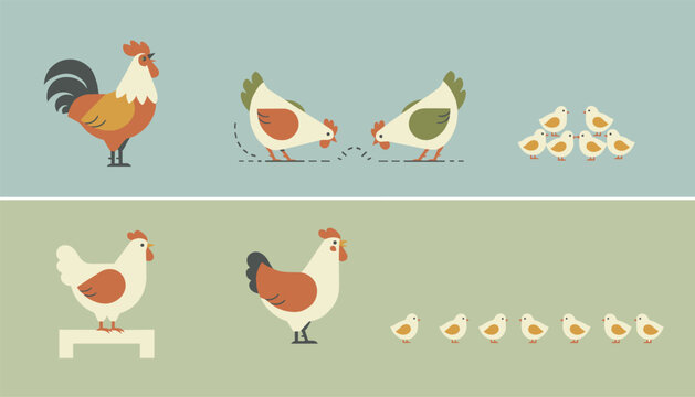 Set of farm poultry illustrations showing a proud rooster pecking hens nesting hens and tiny yellow chicks.