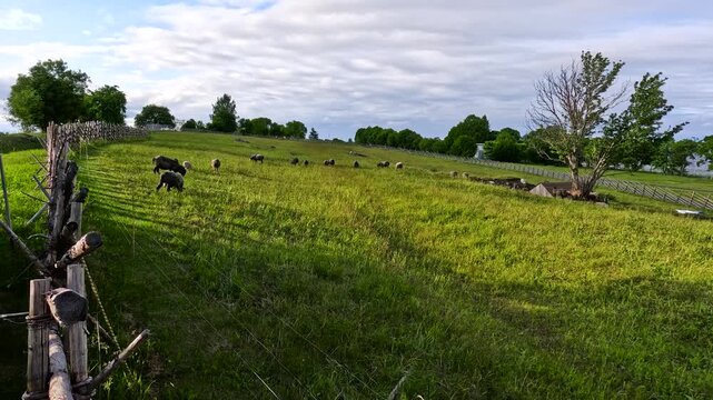 Sheep grazing on a green hill with wooden fence.