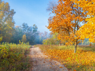 Fototapeta premium This beautiful autumn landscape features a dirt path winding through a misty park, bordered by vibrant golden trees and ground covered in fallen orange leaves
