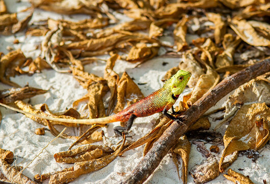 Oriental Garden Lizard Calotes Versicolor Macro