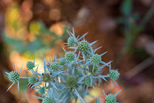 A close-up macro view of spiny sea holly (Eryngium) flower heads illuminated by warm natural light against a dreamy blurred forest background.