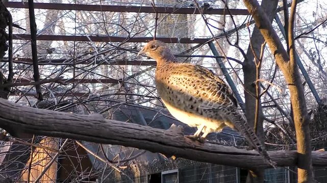 Ducks, pheasants and chickens live in a pen for birds on a home farm