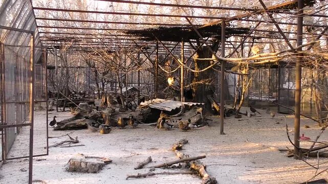 Ducks, pheasants and chickens live in a pen for birds on a home farm