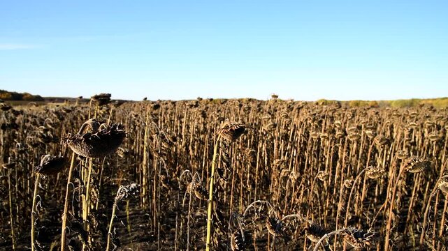 Agricultural field of dry ripe sunflower on an autumn sunny day