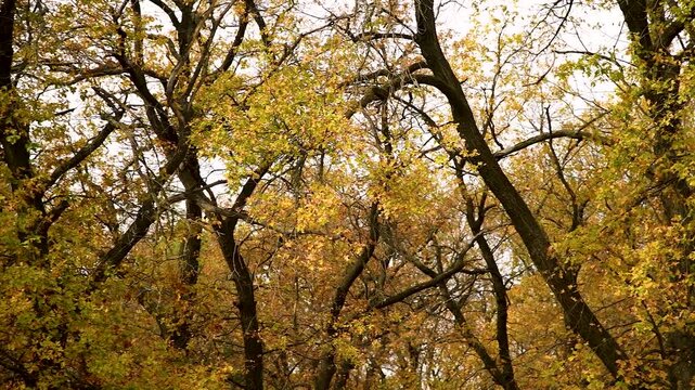 Autumn trees in the city park