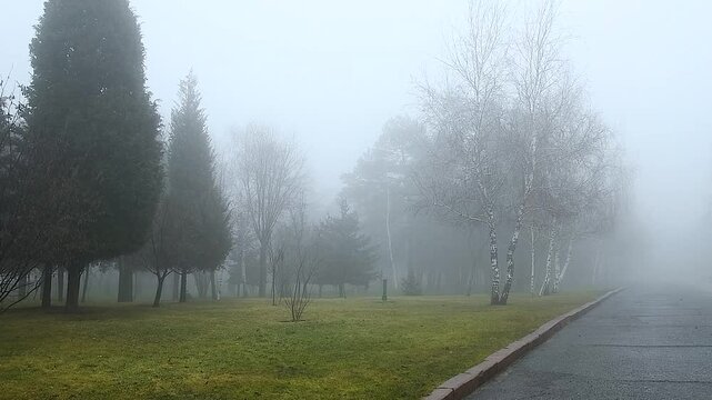 A fog-covered city park, on a spring day.