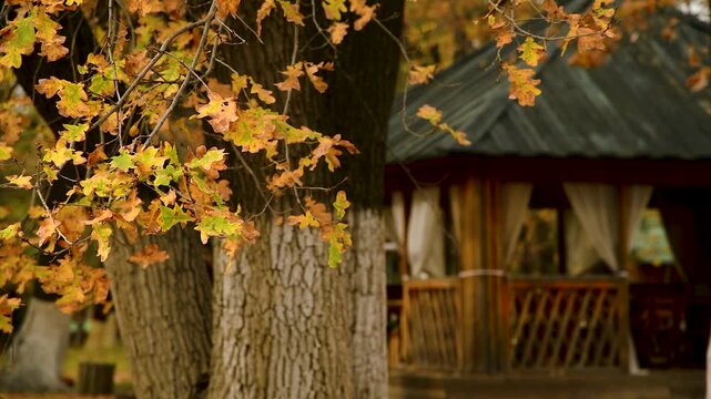Autumn forest with oak leaves in close-up