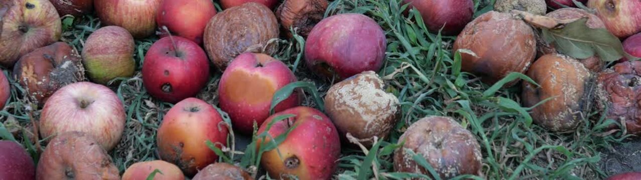 Decaying apples fallen from trees left on the ground Showing food waste and fruit decomposition in nature.