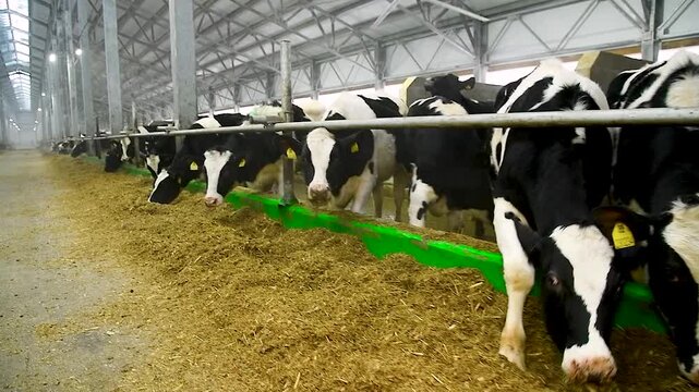 Feeding hay to beef cattle in winter