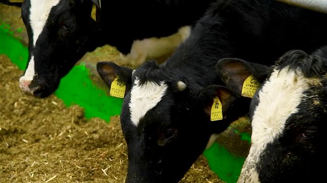 Feeding hay to beef cattle in winter
