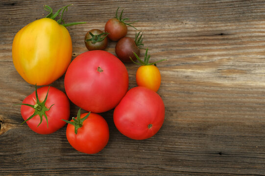 Tomatoes of different colors on a wooden background