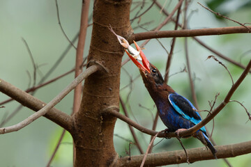 Fototapeta premium Javan Kingfisher and the frog-3.Javan kingfisher with vivid blue plumage and orange bill perched on branch, tossing captured frog into the air before swallowing, wild bird hunting behavior in forest