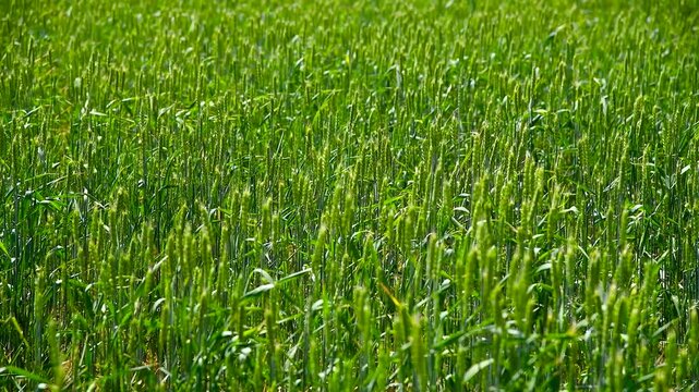 Green wheat field.