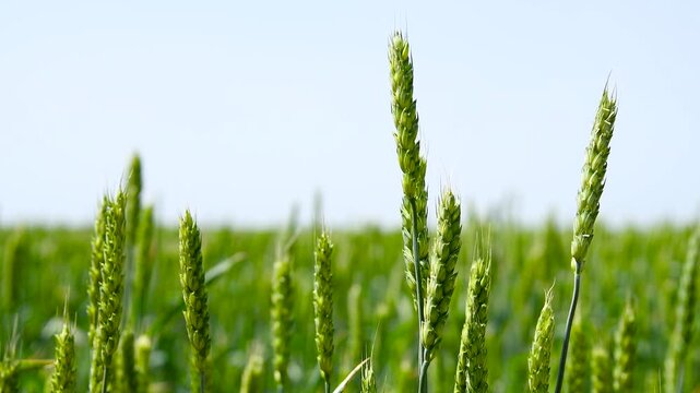 Green wheat field.