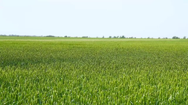 Green wheat field.