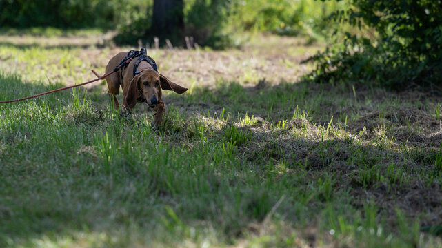 a scent hound at work outdoors, segugio italiano a pelo raso