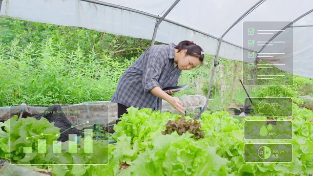 Asian female smart farmer using digital tablet to monitor crop growth and environmental data overlay inside modern organic vegetable greenhouse.