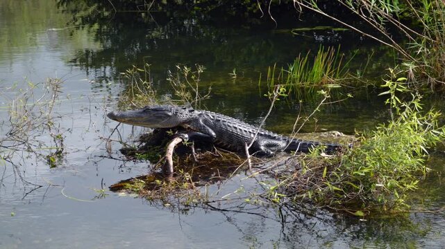 American Female alligator on her nest