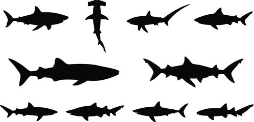 Shark species silhouettes set including great white hammerhead thresher whale tiger bull reef mako vector © MdTuhin