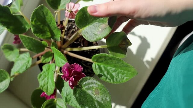 Sunburn damage on African violet Saintpaulia leaf. Brown leaf spots on indoor uzambar violet on windowsill.