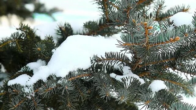 Close-up of a pine branch covered with snow.