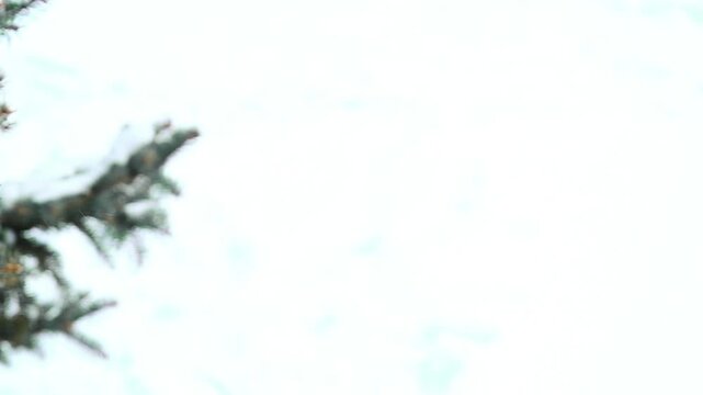 Close-up of a pine branch covered with snow.