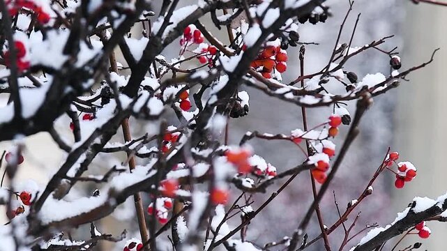 A close-up of a mountain ash bush with red berries scattered among the branches and covered with snow.