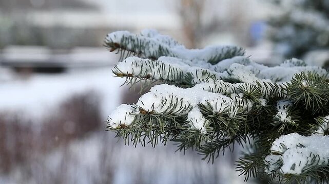 Close-up of a pine branch covered with snow.