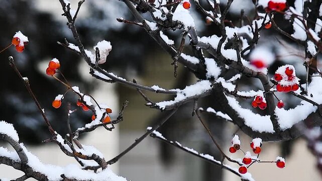 A close-up of a mountain ash bush with red berries scattered among the branches and covered with snow.