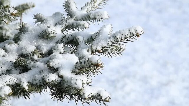 Close-up of a pine branch covered with snow.