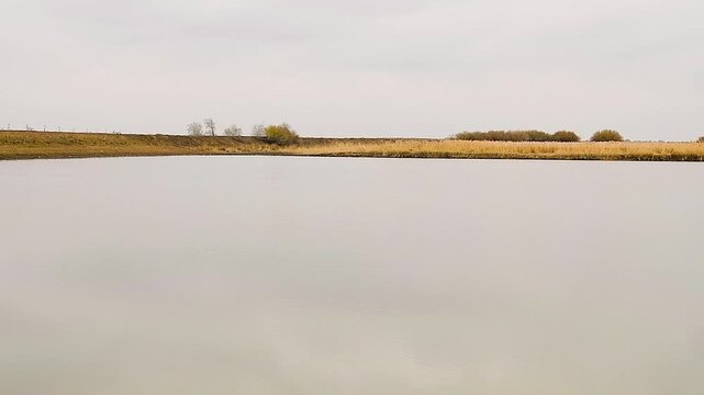 Calm autumn landscape. Tall yellow reeds and trees with autumn foliage grow around the reservoir.
